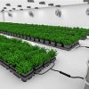 Veg-Phae-II-option-2-High-res-9